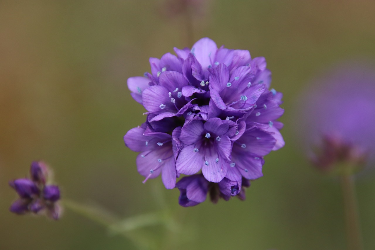 flower  violet  sky blue free photo