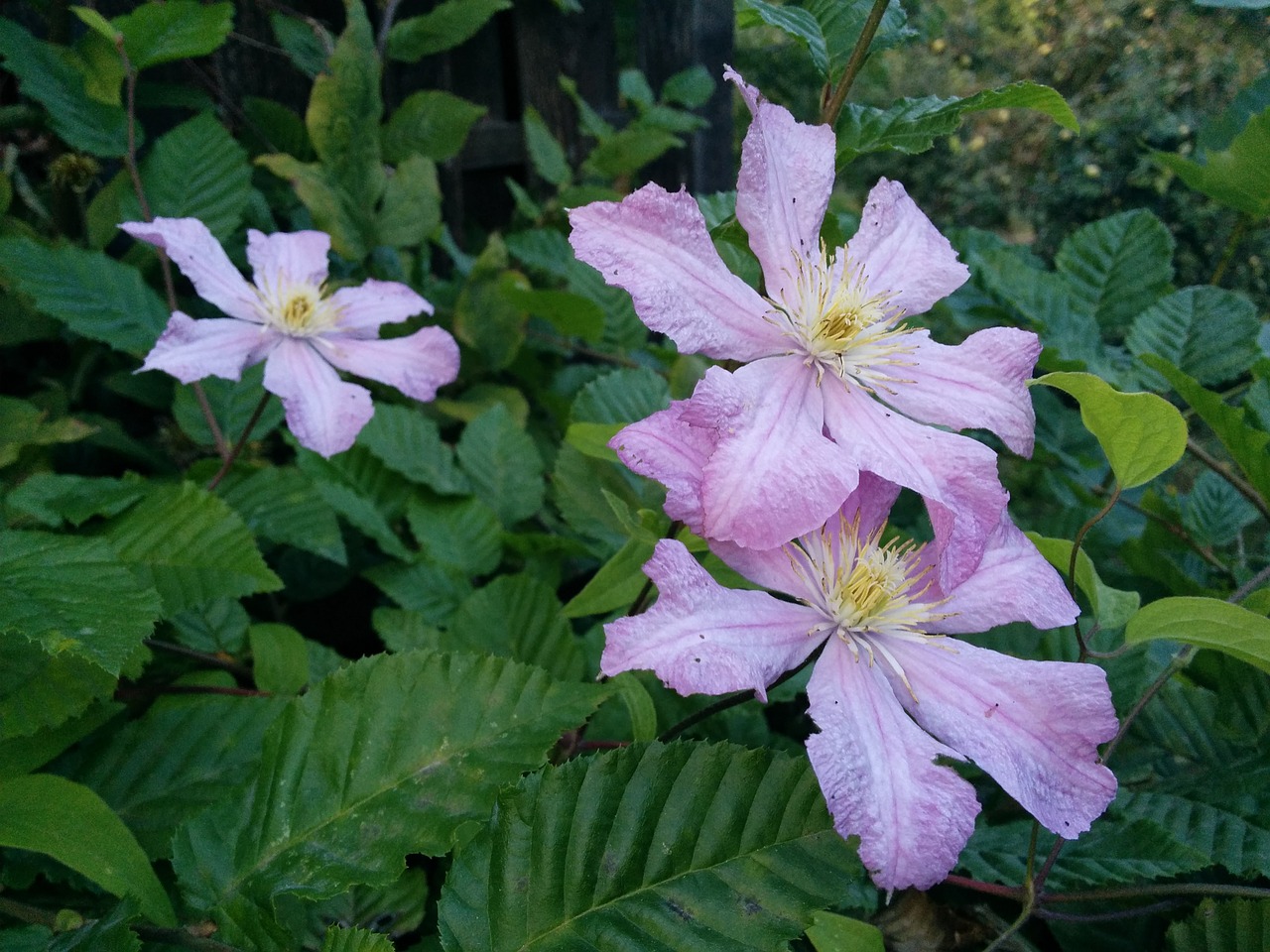 flower  blossom  bloom free photo