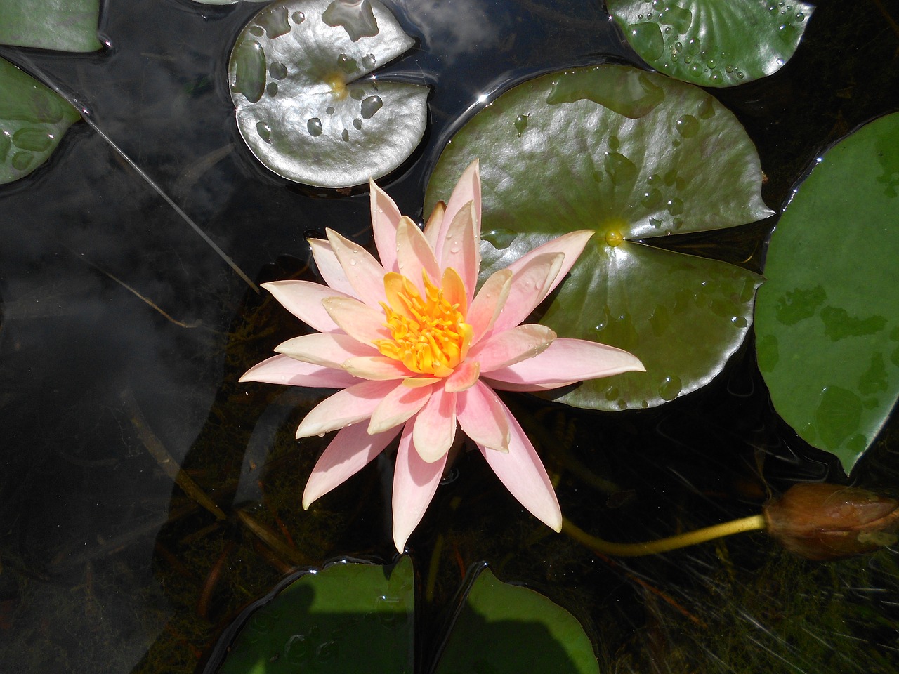 flower  lotus  nature free photo