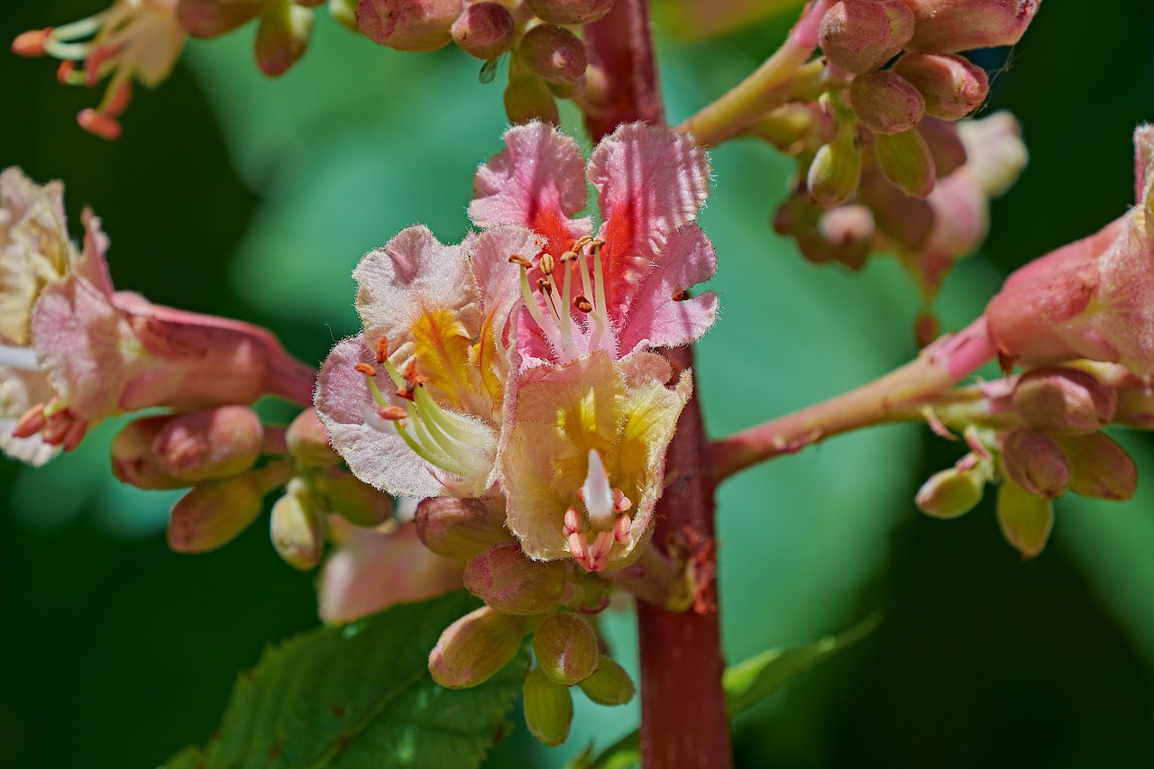 flower  branch  tree free photo