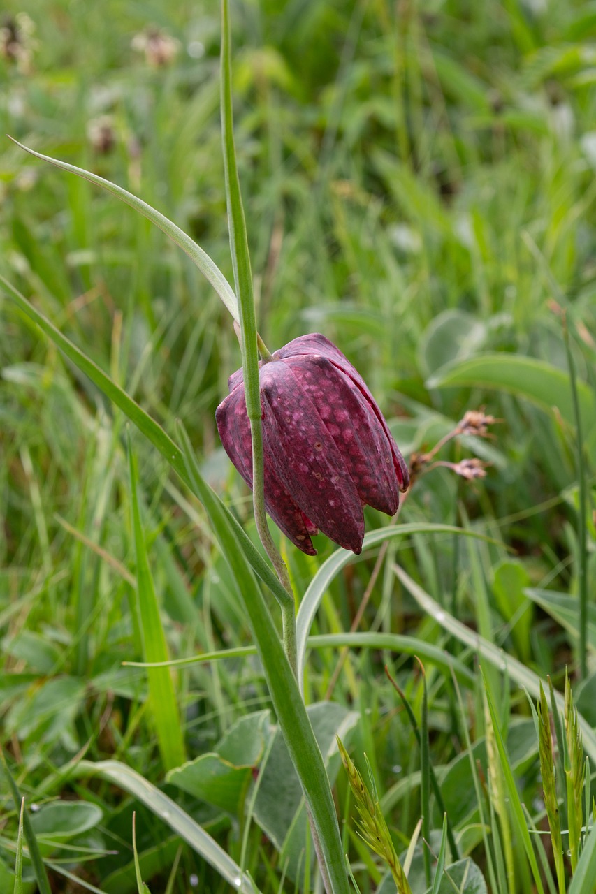 flower  grass  violet free photo