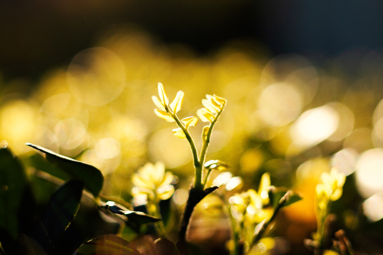 flower  green  plant free photo