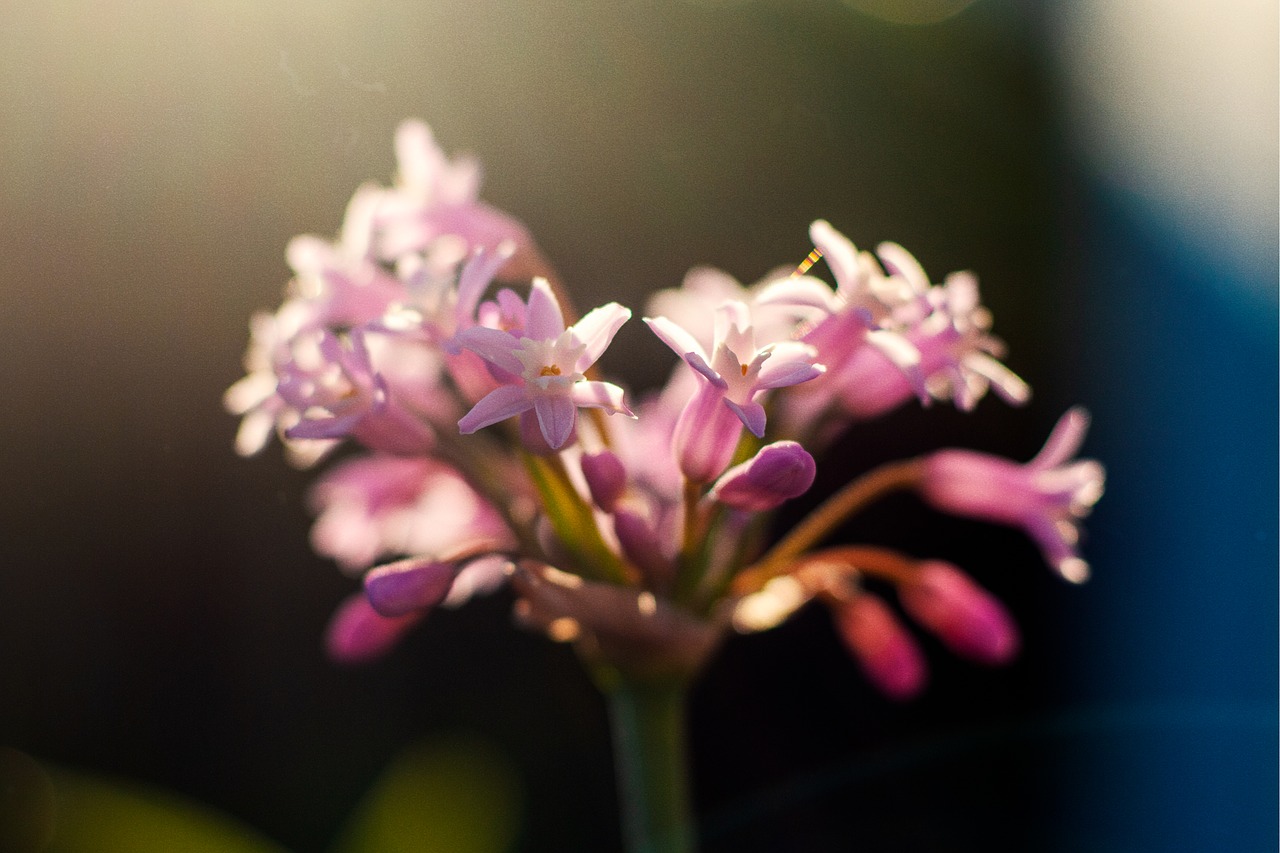 flower  green  plant free photo