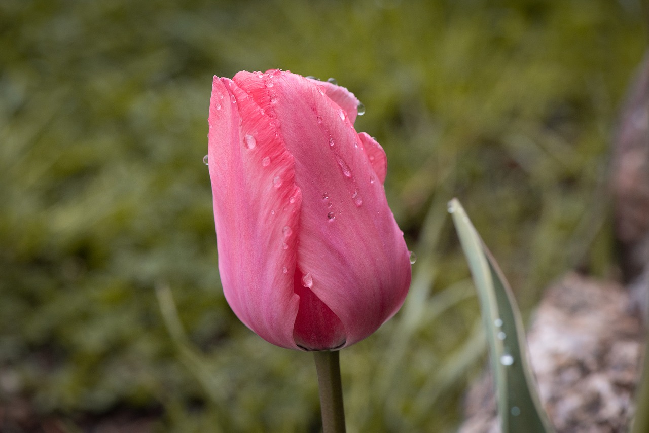 flower  blossom  bloom free photo