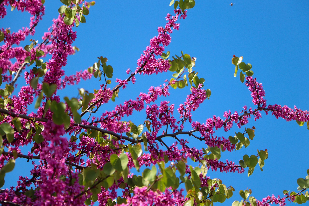 flower  judas tree  nature free photo