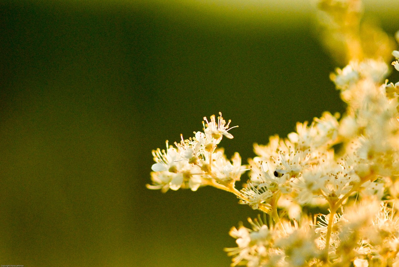 flower  flowers  yellow free photo