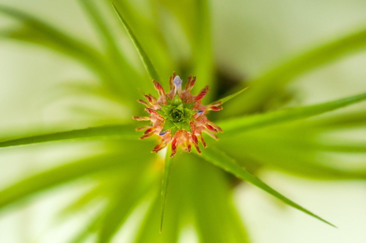 flower  nice  blooming free photo