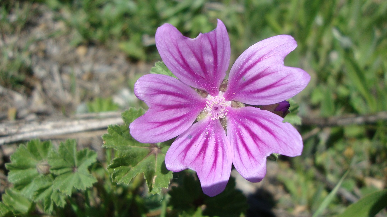 flower  nature  flowers free photo