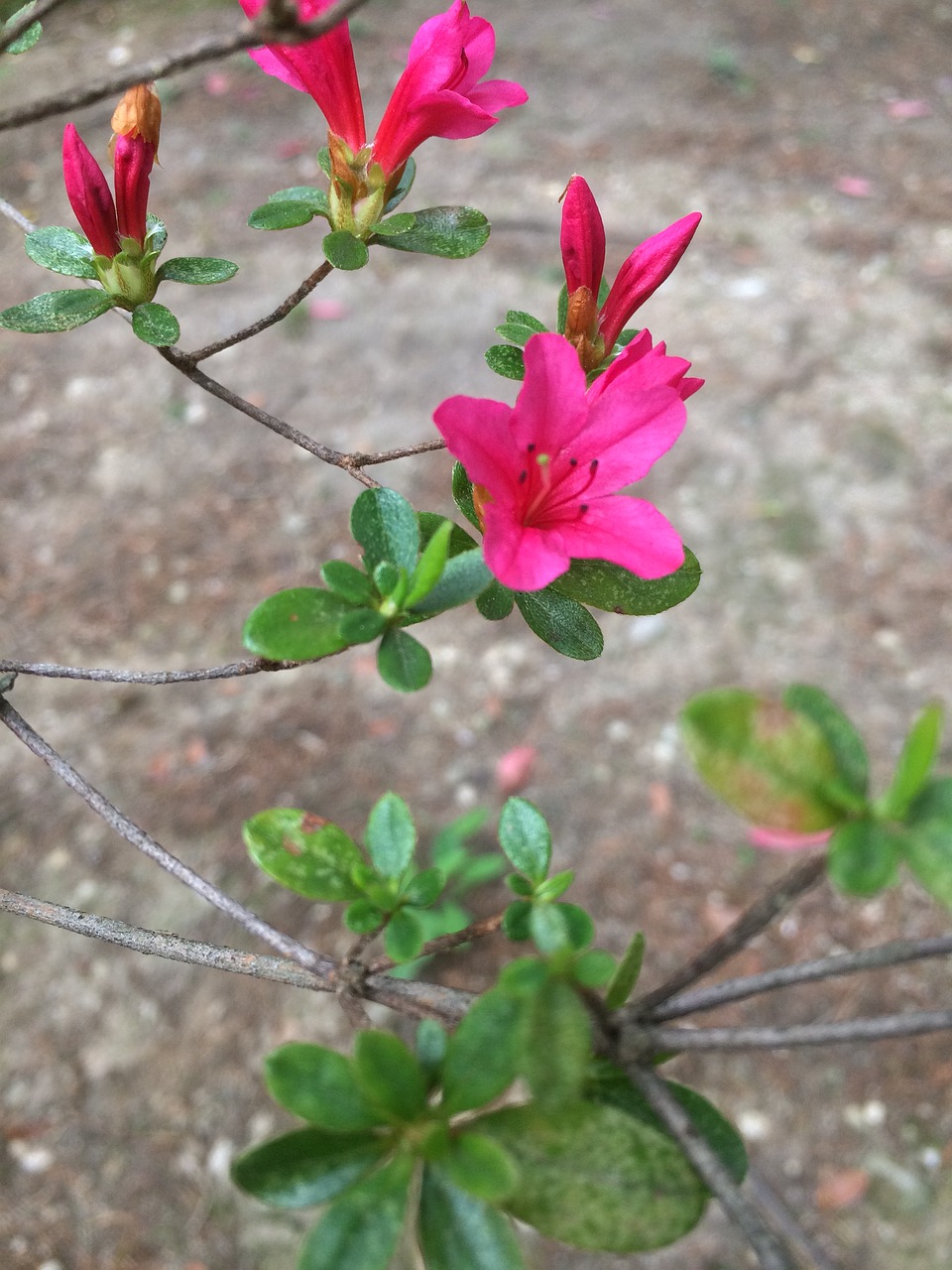 flower  pink  nature free photo