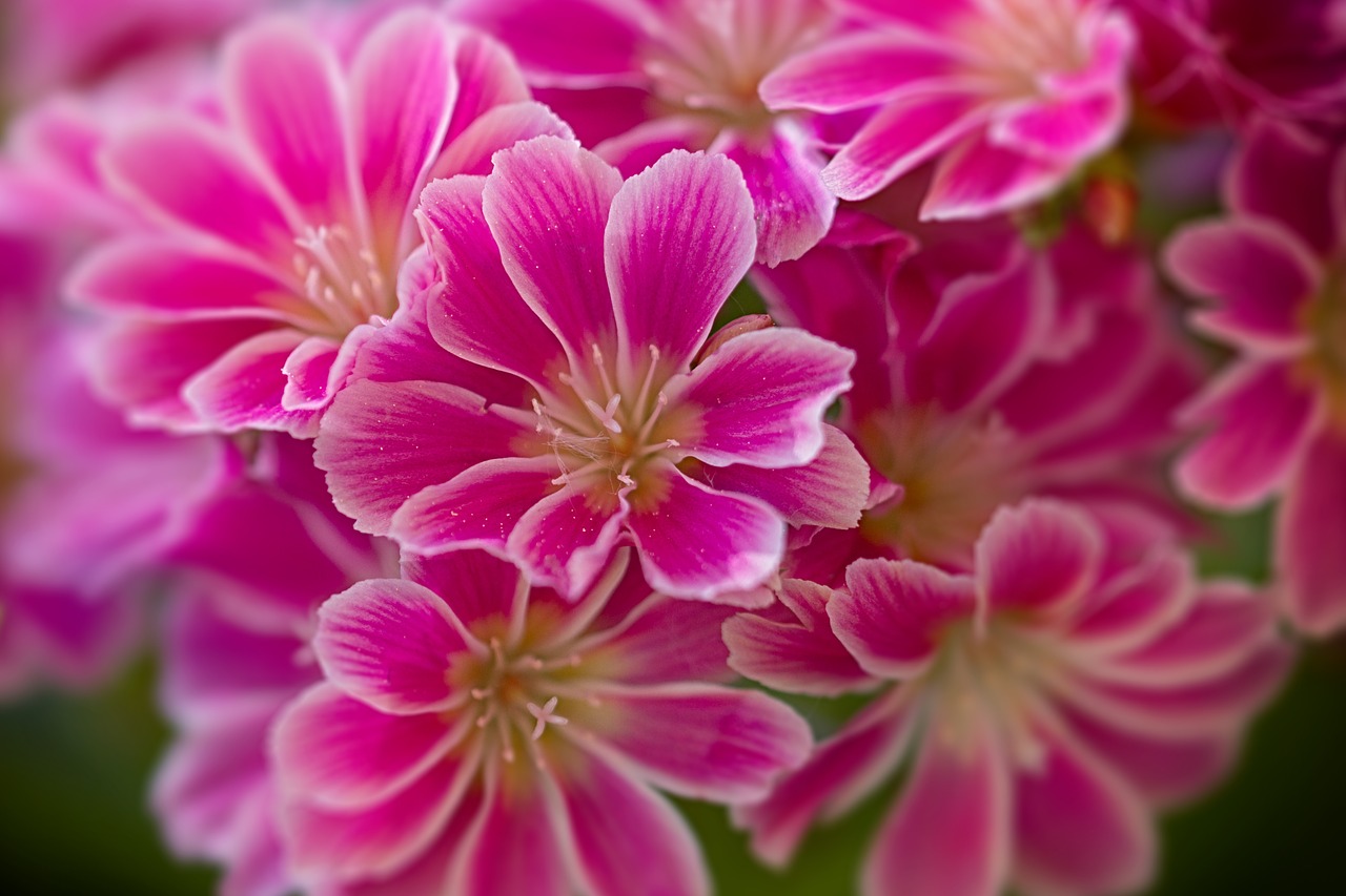 flower  red  macro free photo