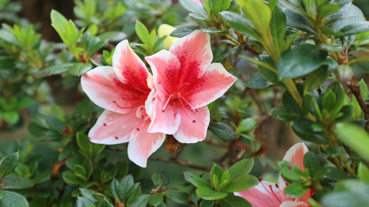 flower  natural  pink free photo