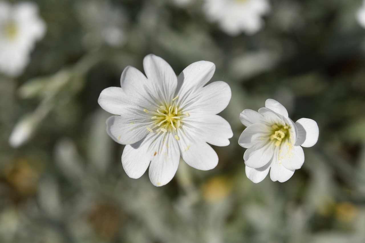 flower  white flower  flower petals white free photo