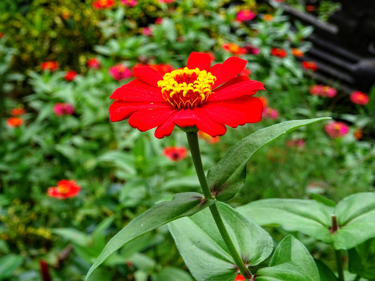 flower  red  plant free photo