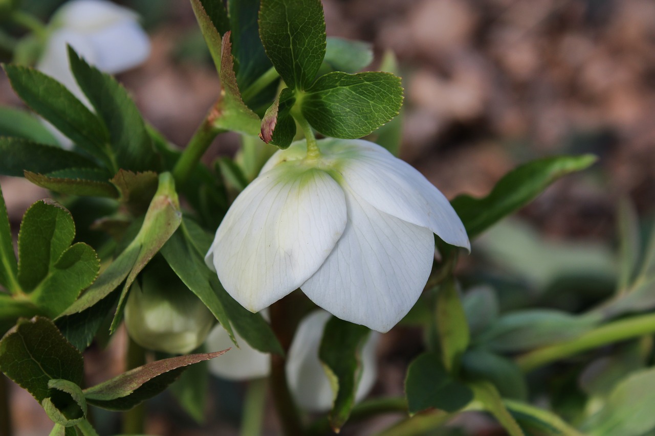 flower  blossom  bloom free photo