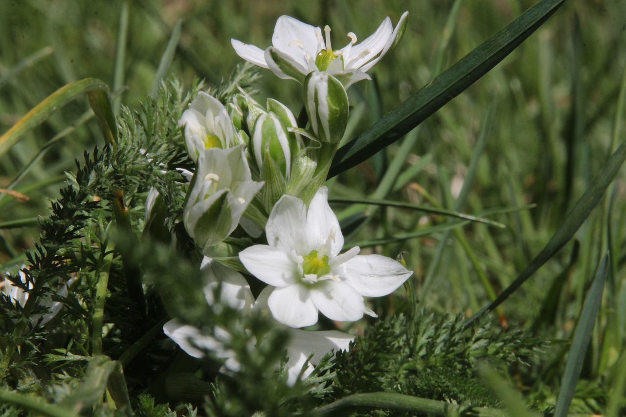 flower  macro  spring free photo