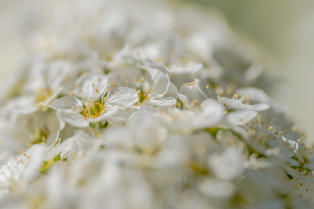 flower  blossom  spring free photo