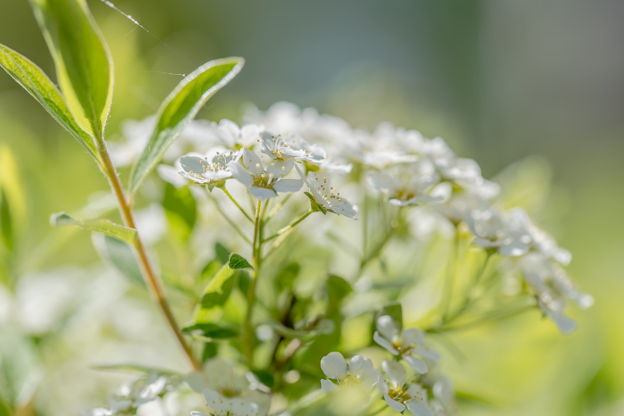 flower  blossom  spring free photo