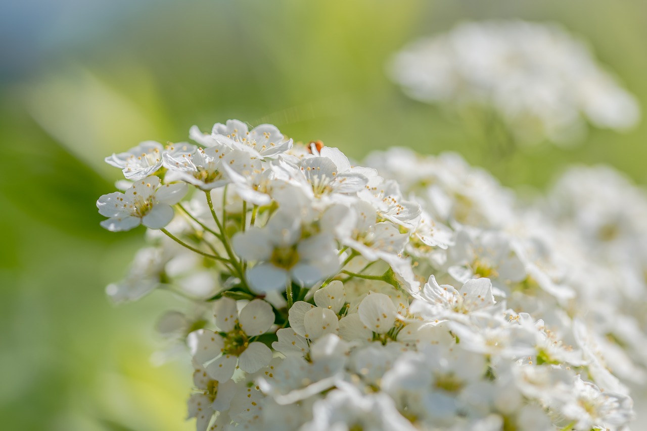 flower  blossom  spring free photo