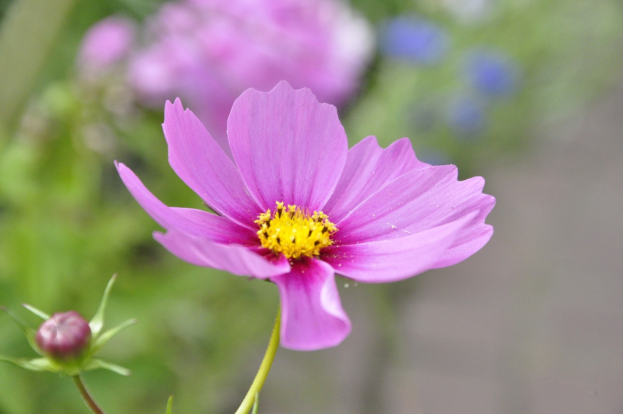 flower  violet  plant free photo