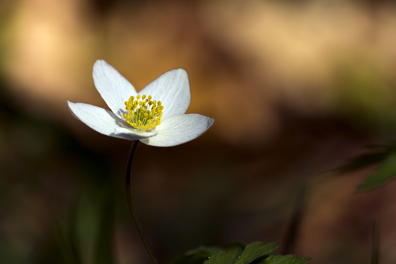 flower  nature  forest free photo