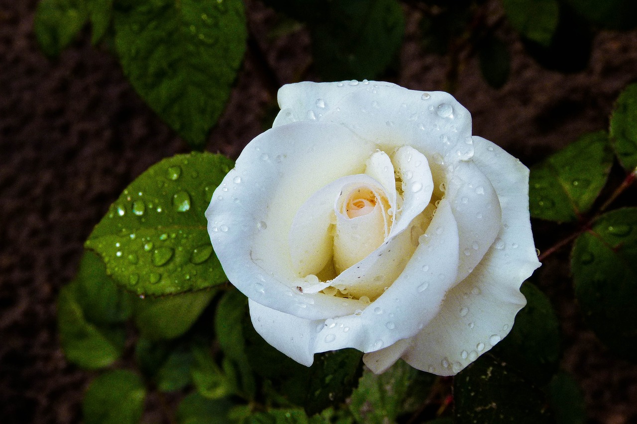 flower  rose  petals free photo