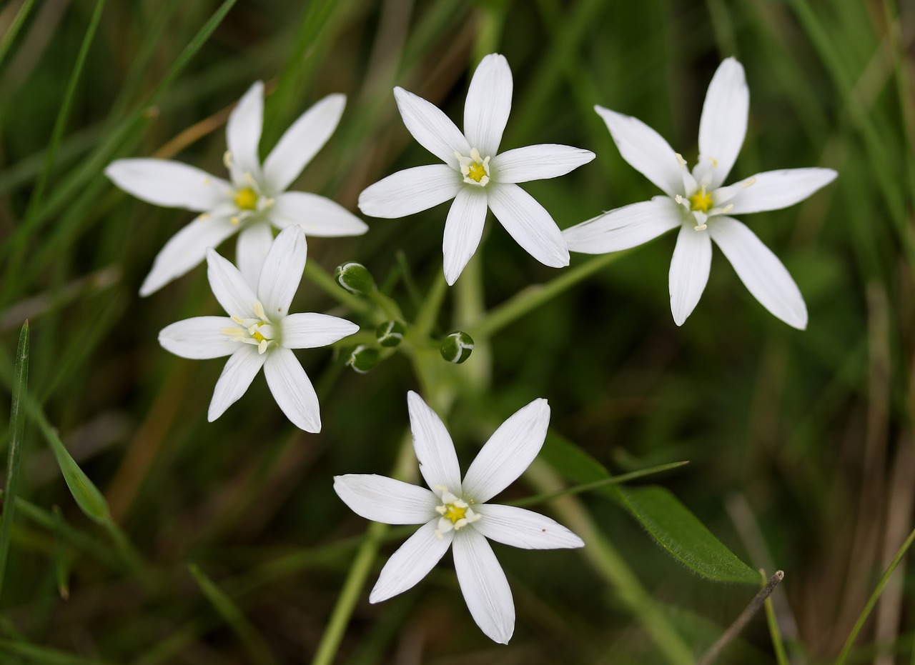 flower  ceapa ciorii  white free photo