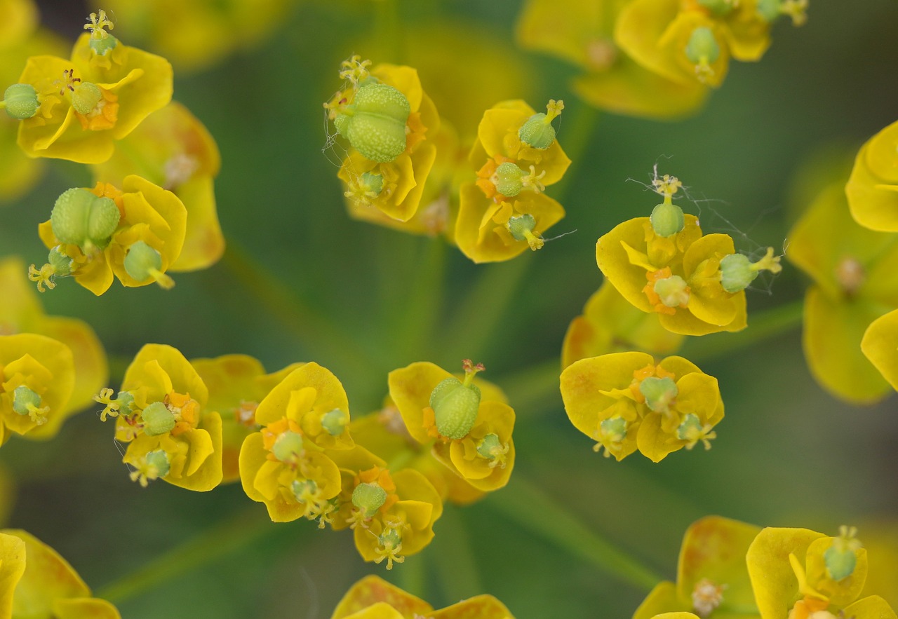 flower  wild  milk primrose free photo