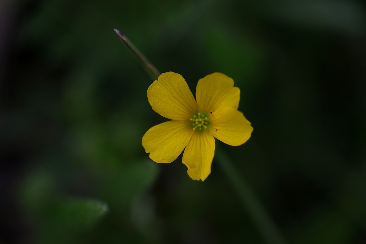 flower  yellow  wild free photo