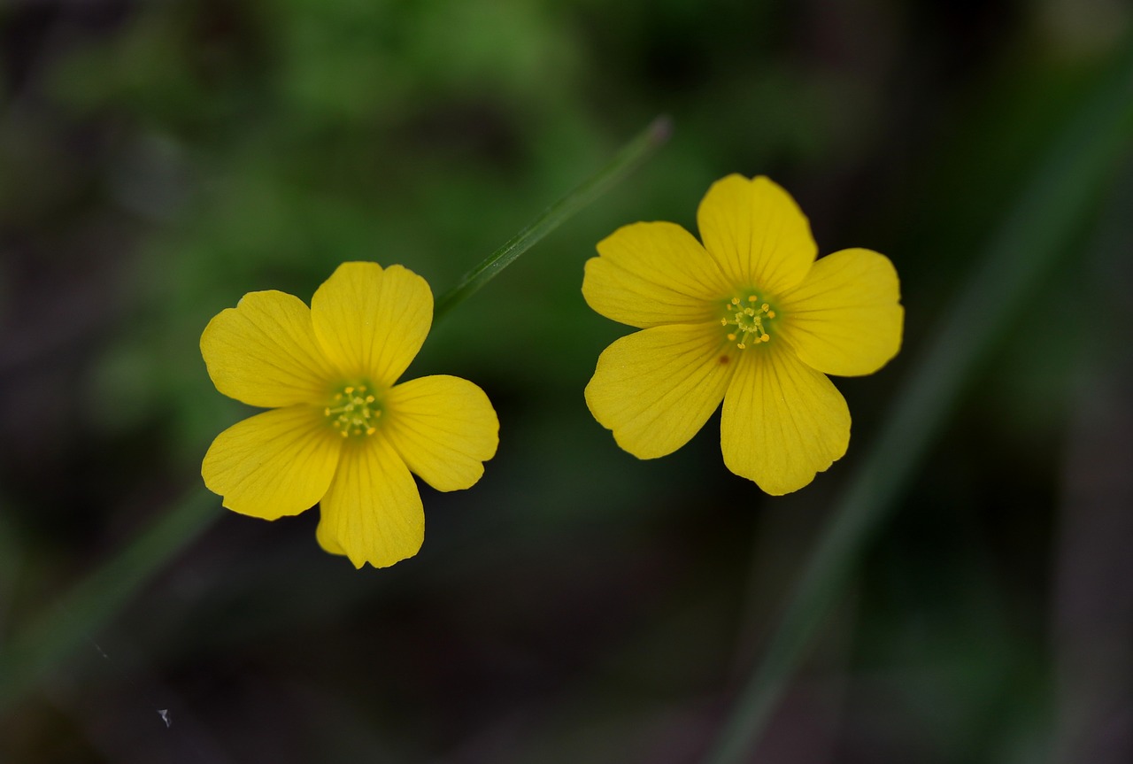 flower  two  yellow free photo