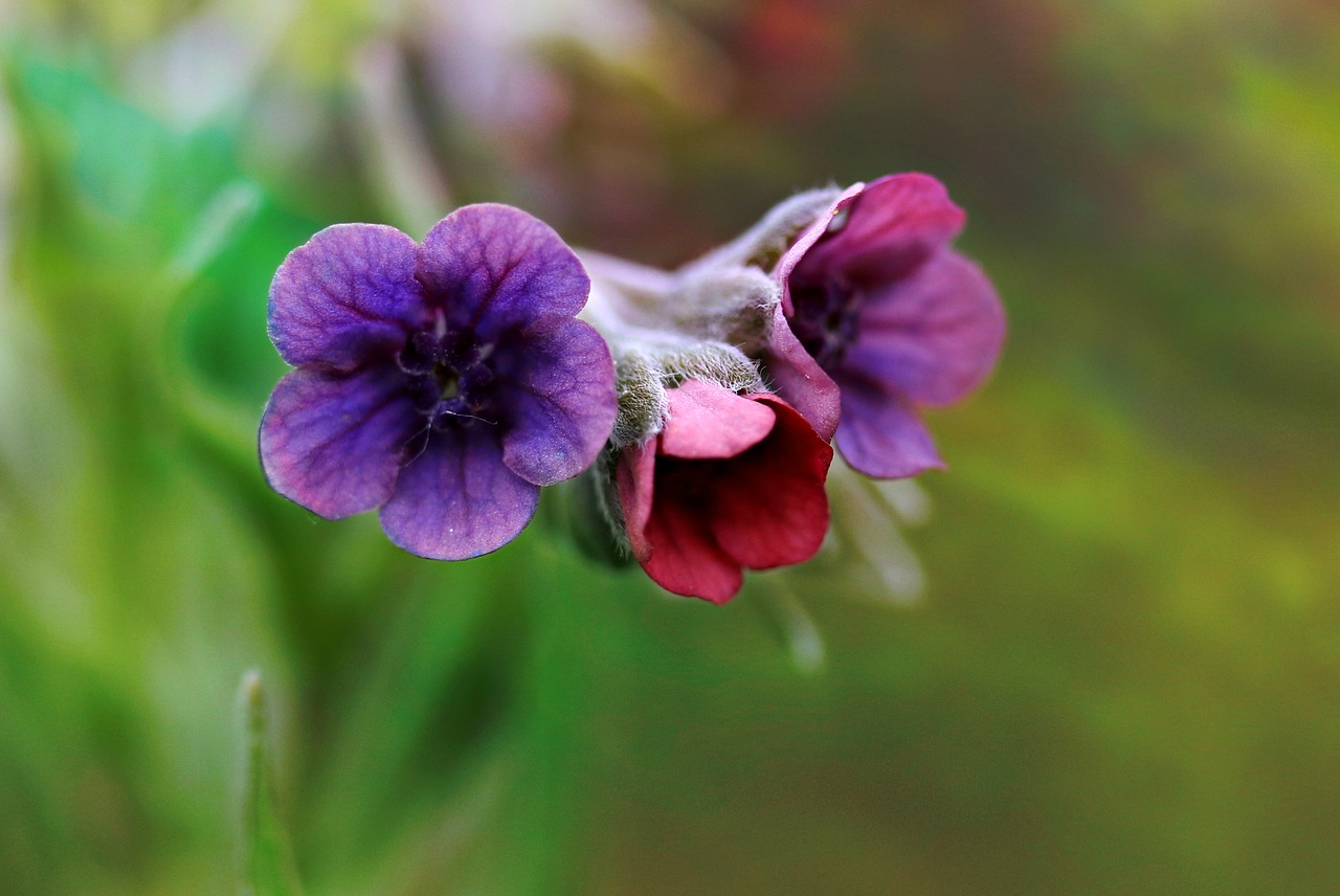 flower  mov  wild free photo