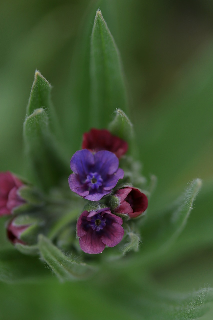 flower  mov  wild free photo