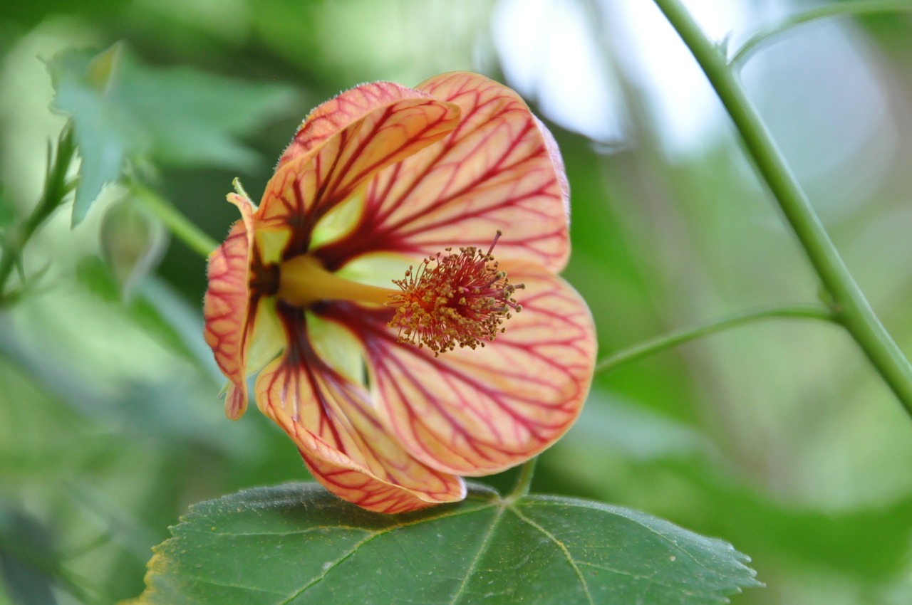 flower  autumn  orange free photo