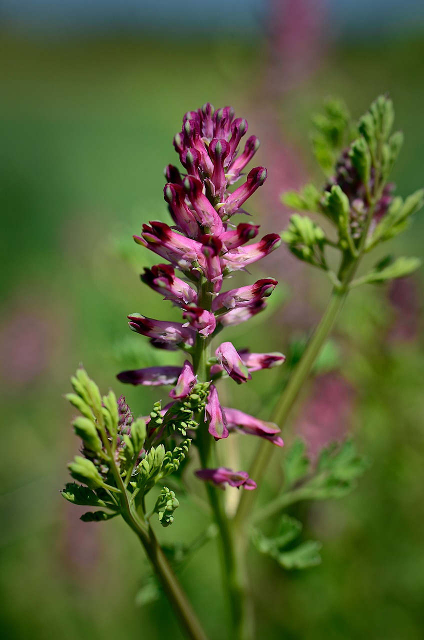 flower  spring  nature free photo