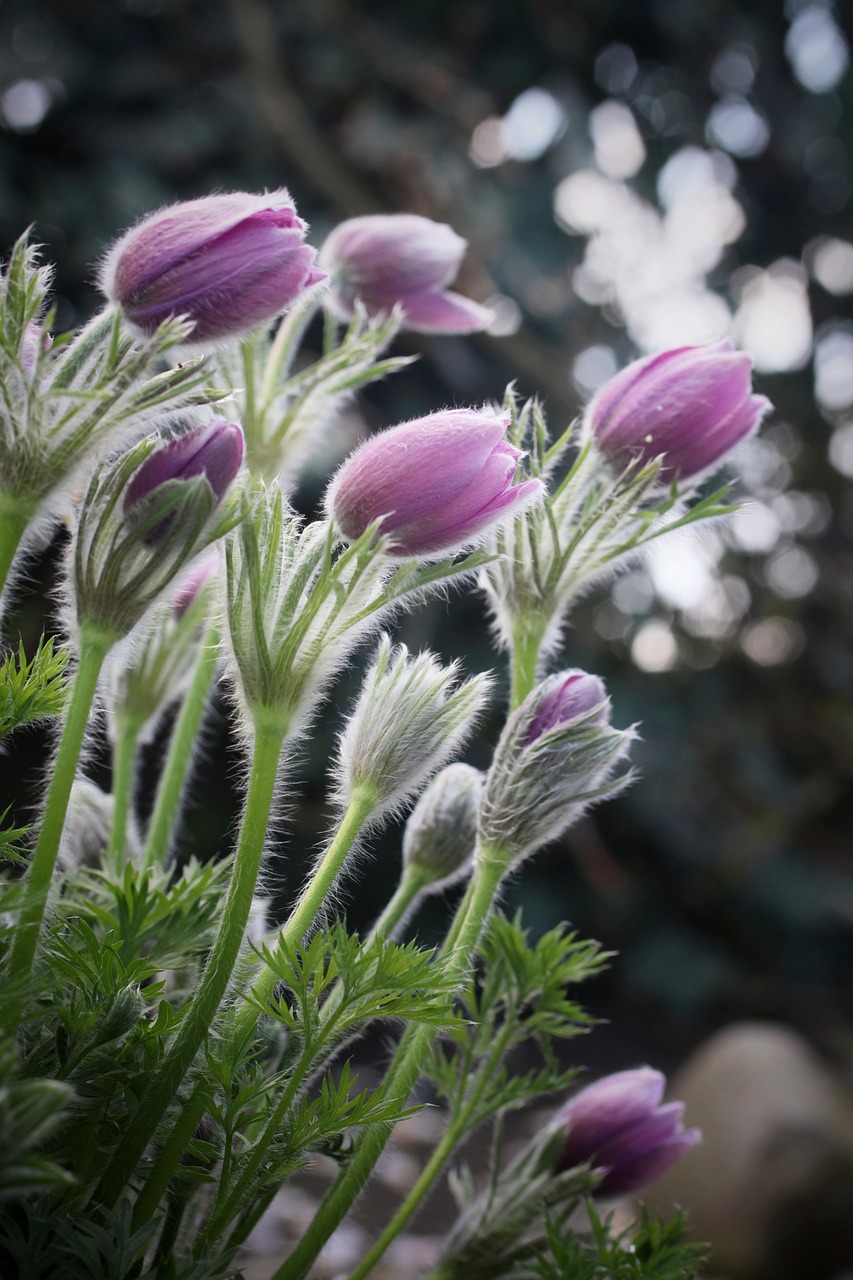 flower  spring  plant free photo