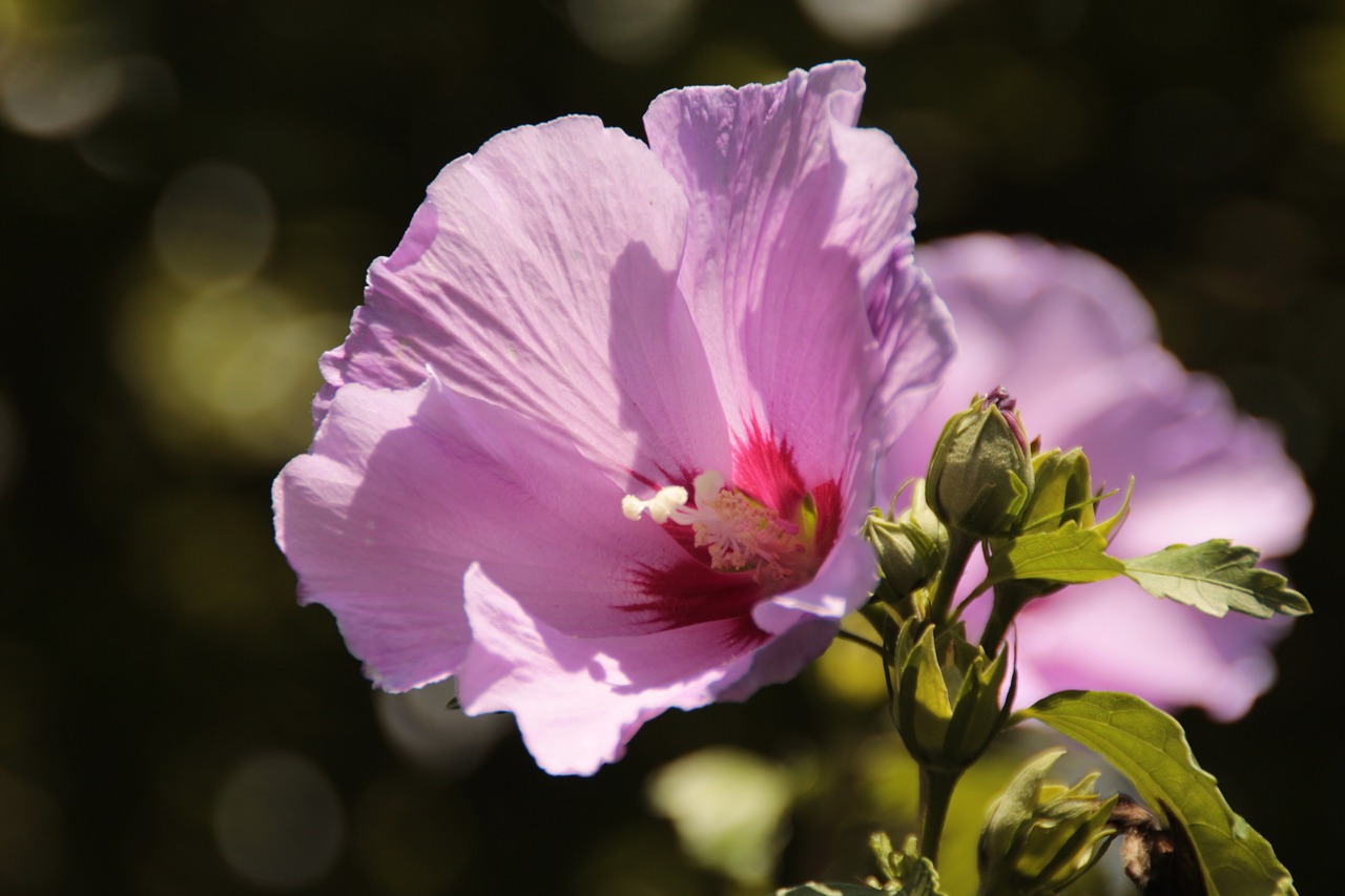 flower bush hibiscus free photo
