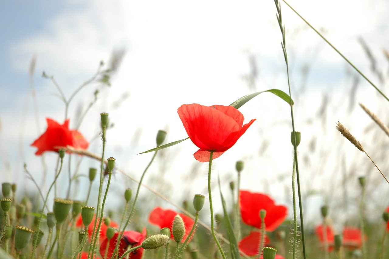 flower poppy summer free photo