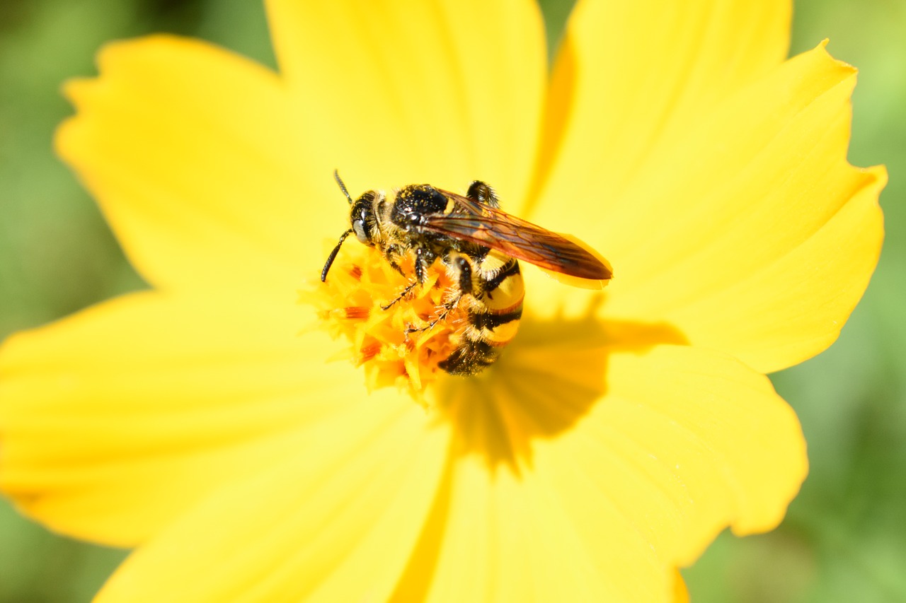 flower  yellow  bee free photo