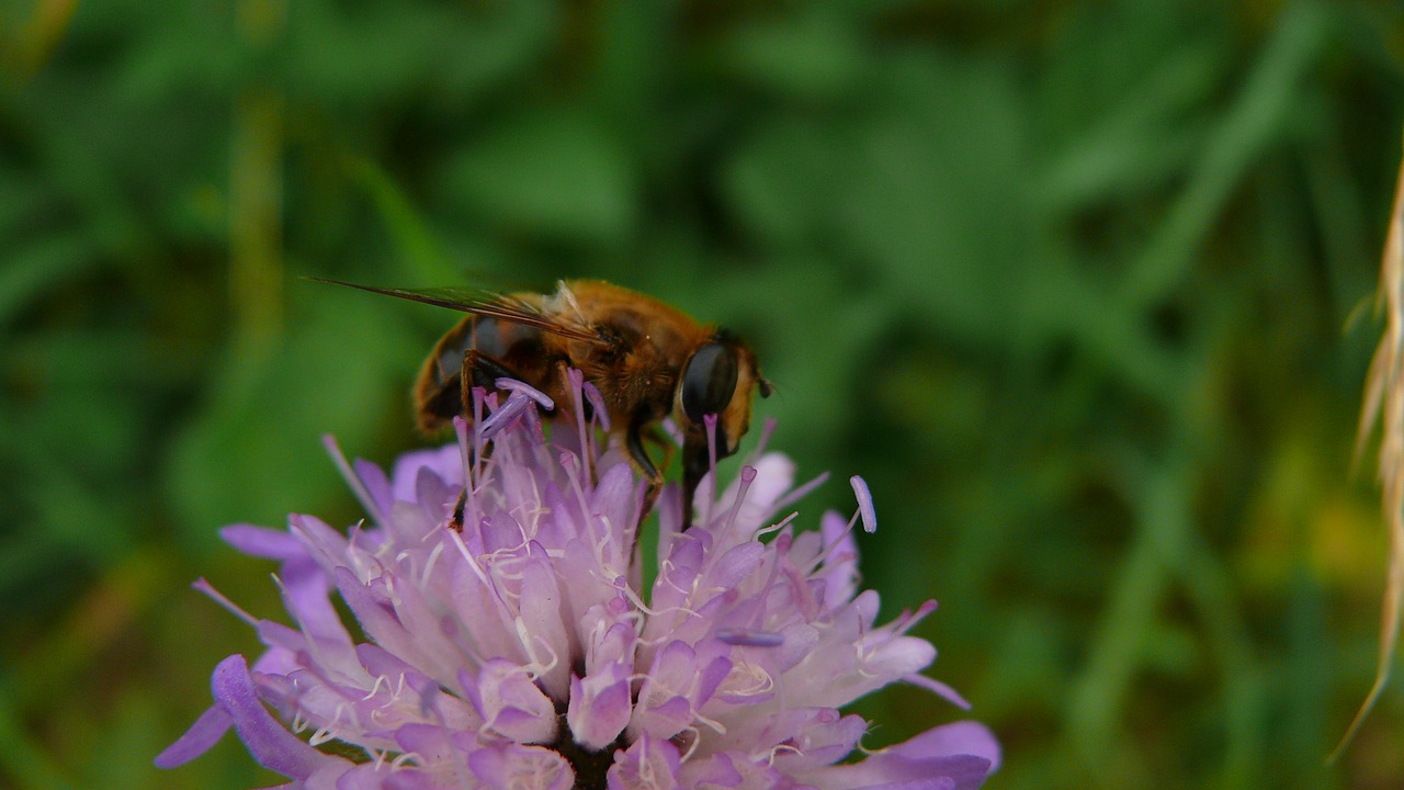 flower  bee  spring free photo