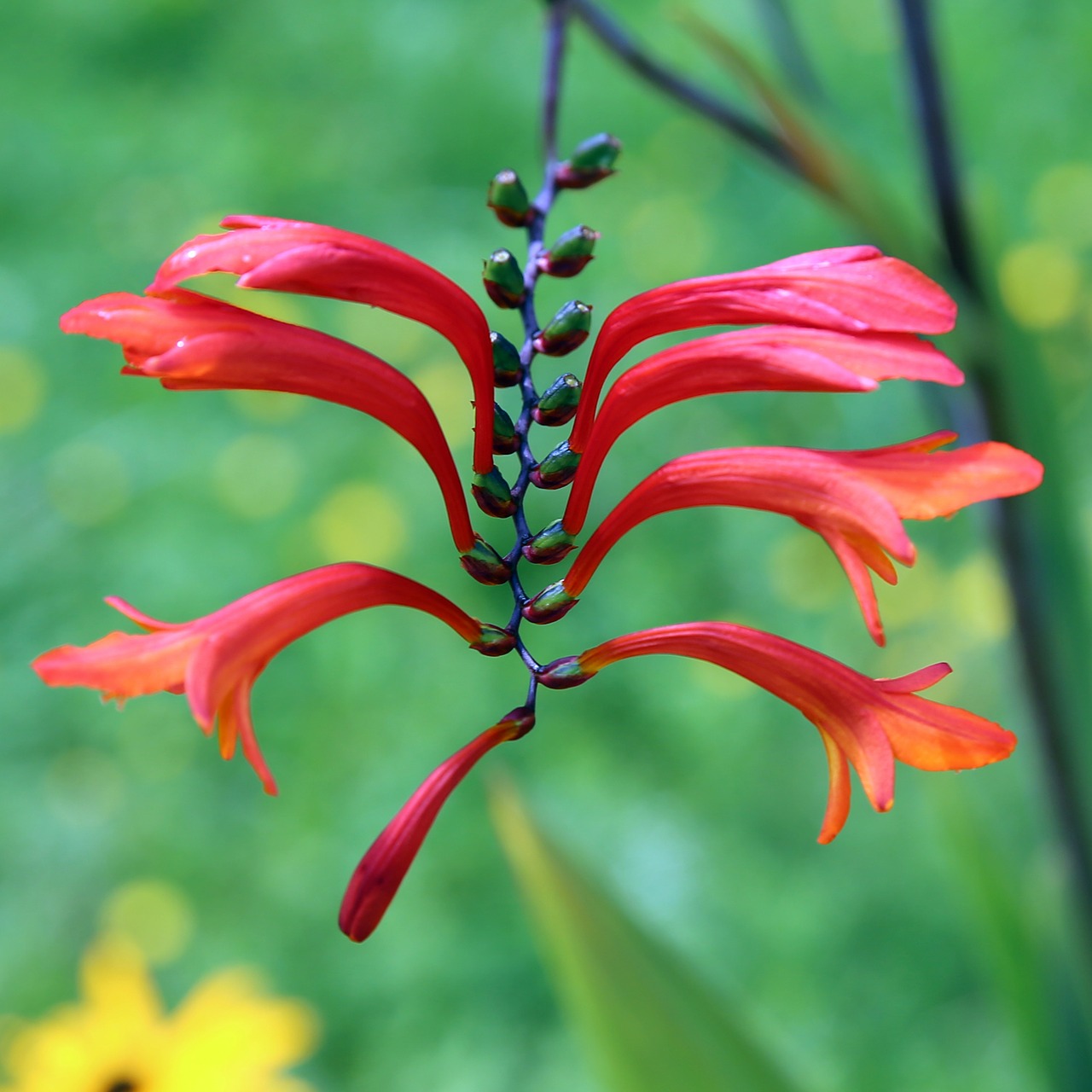 flower blossom bloom free photo