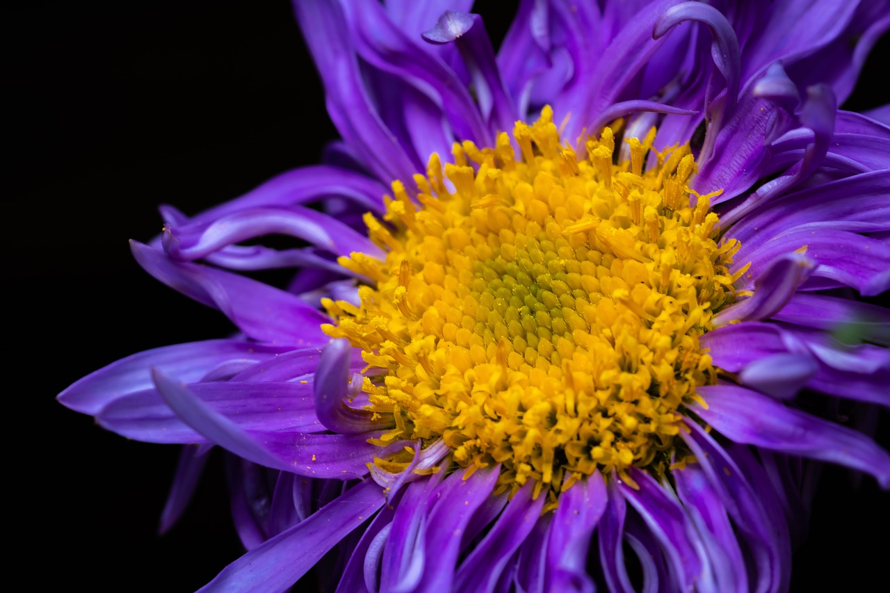 flower  nature  macro free photo