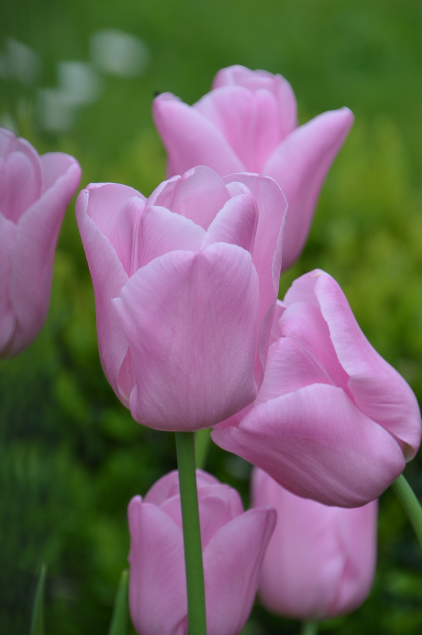 flower  plants  garden free photo