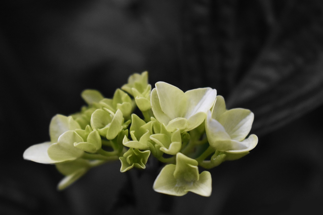 flower  white  spring free photo