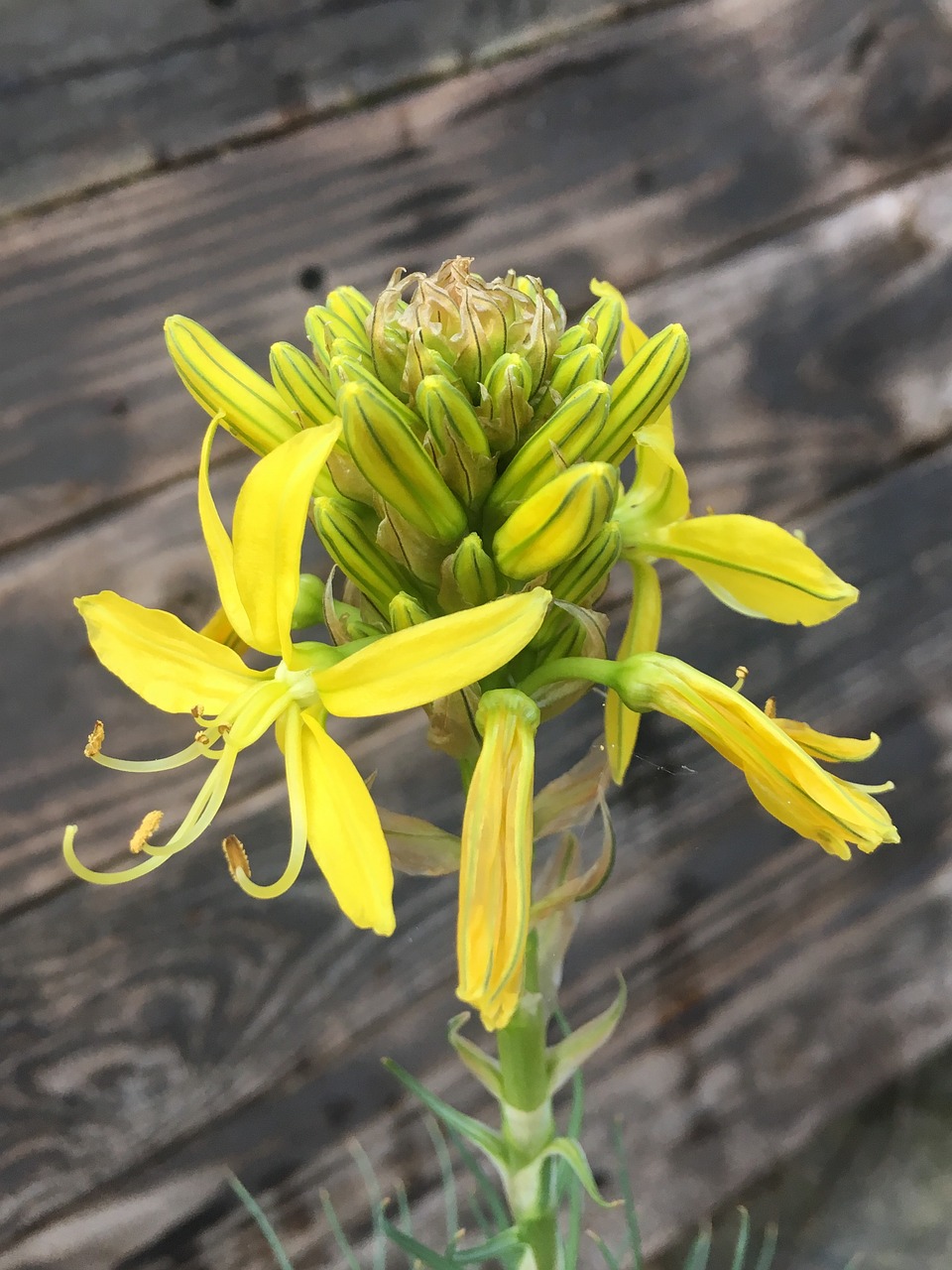 flower  yellow  charred free photo