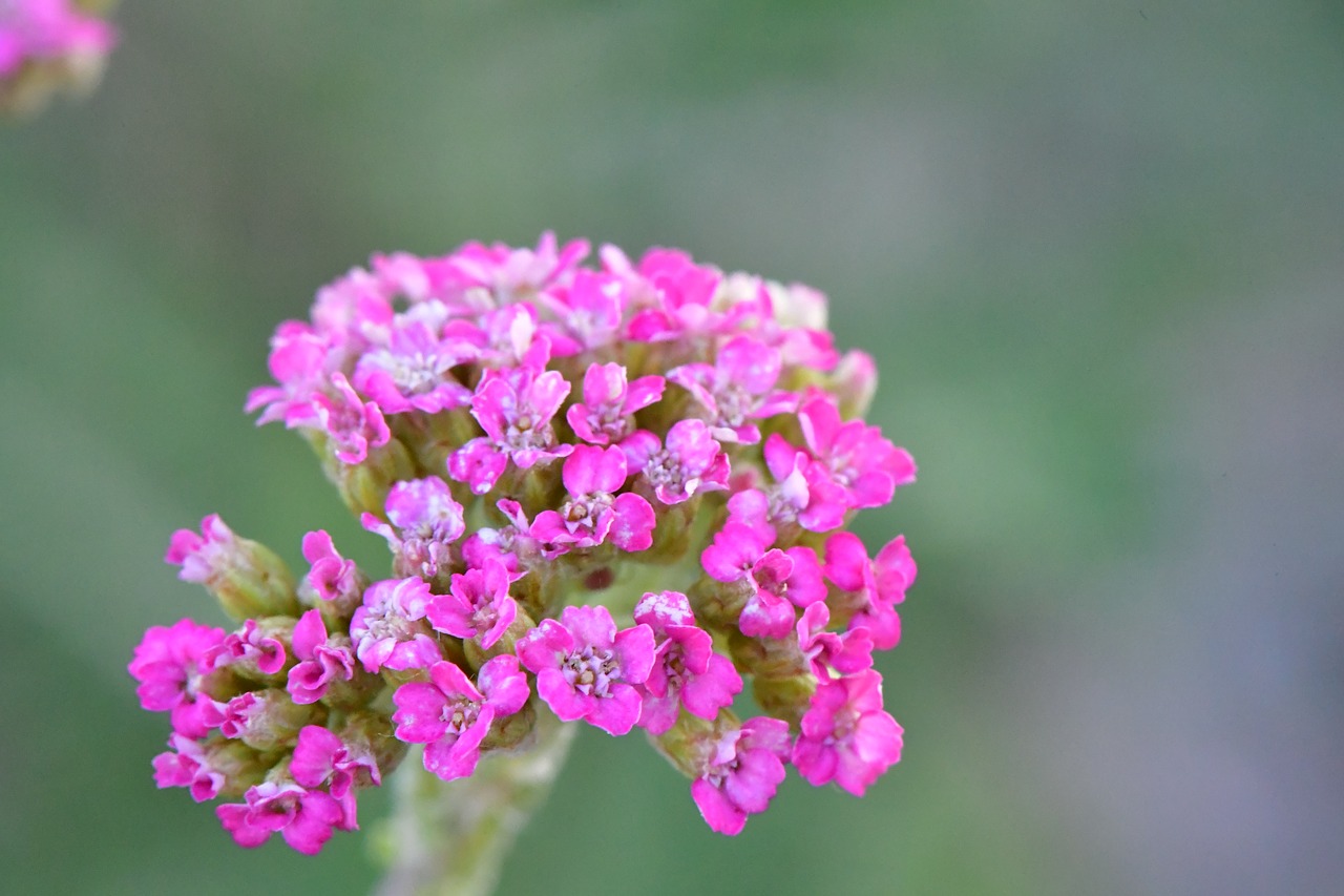 flower  pink  spring free photo