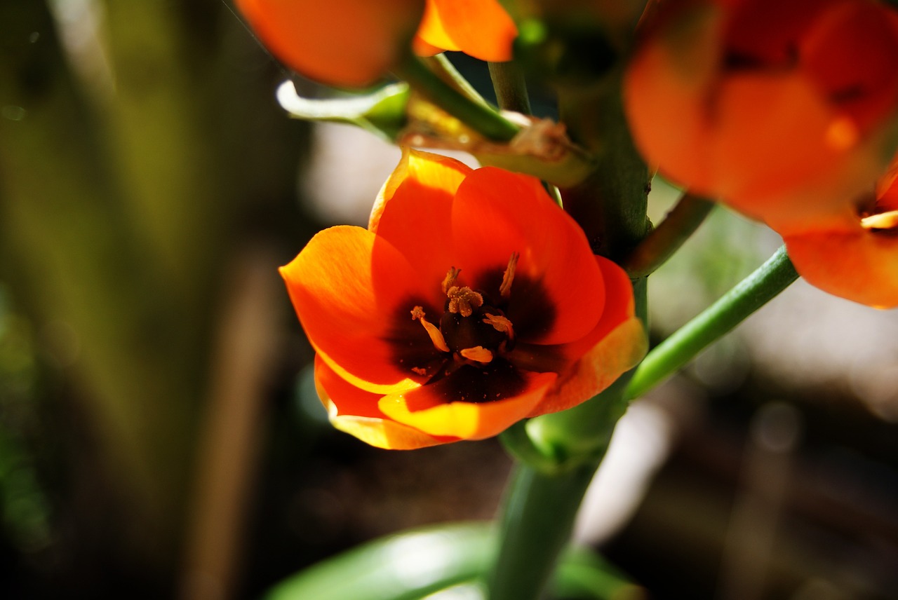 flower orange garden free photo