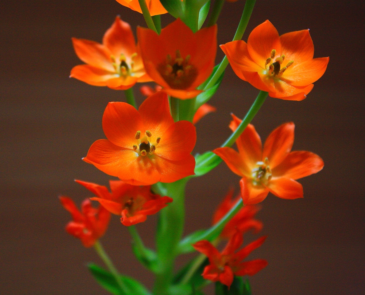 flower  plant  blossom free photo