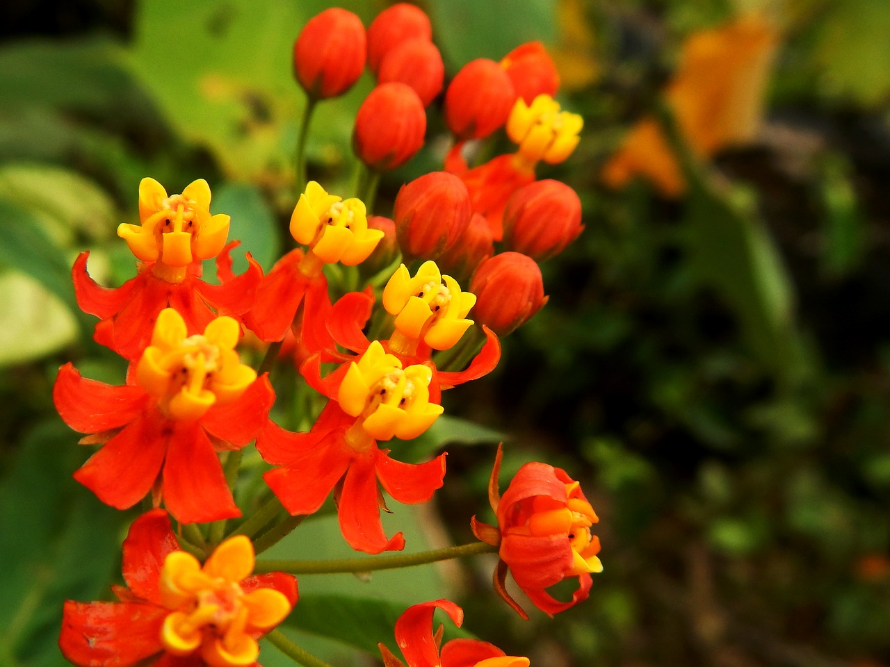 flower  orange  red free photo