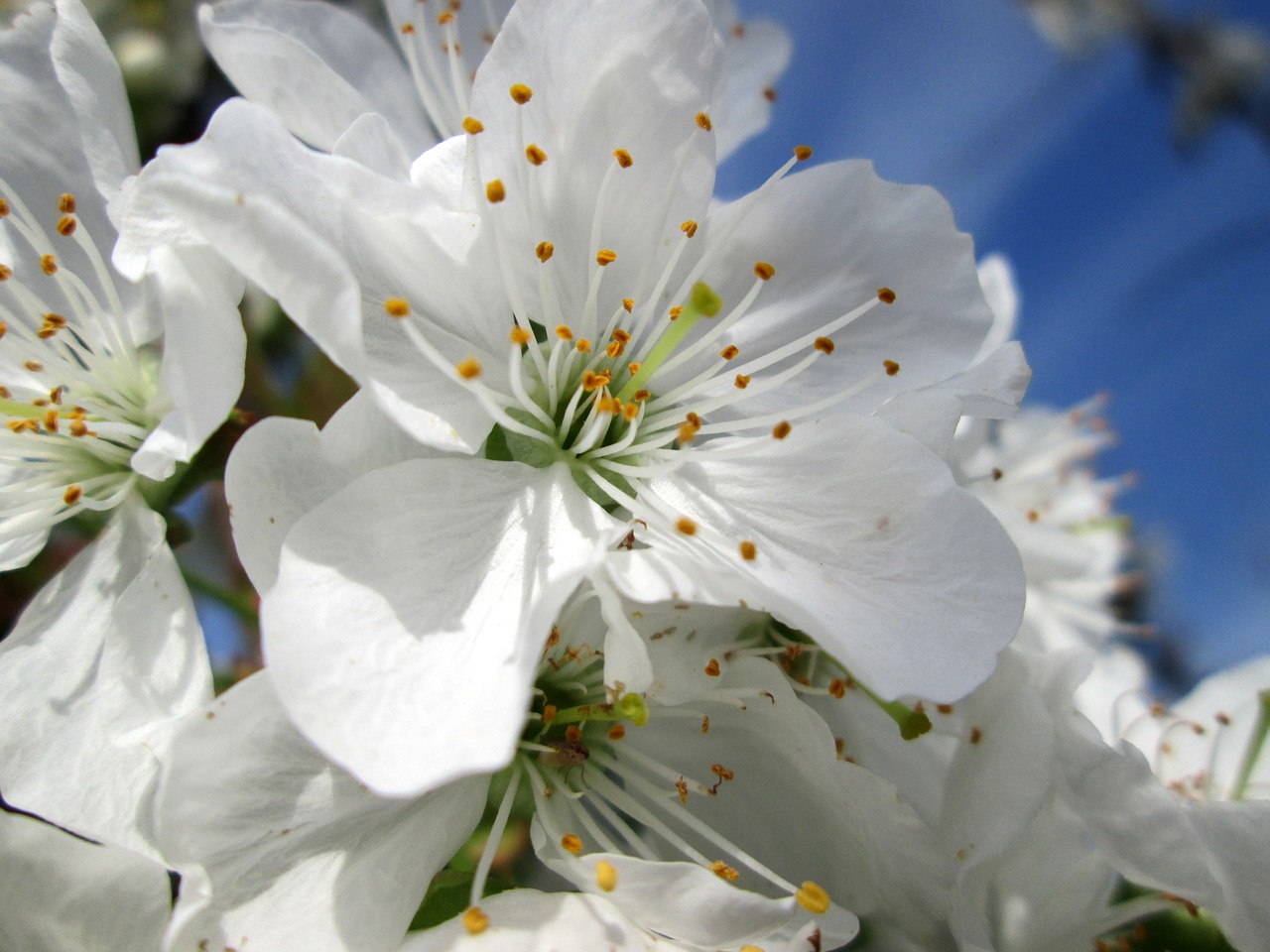 flower  blossom  bloom free photo