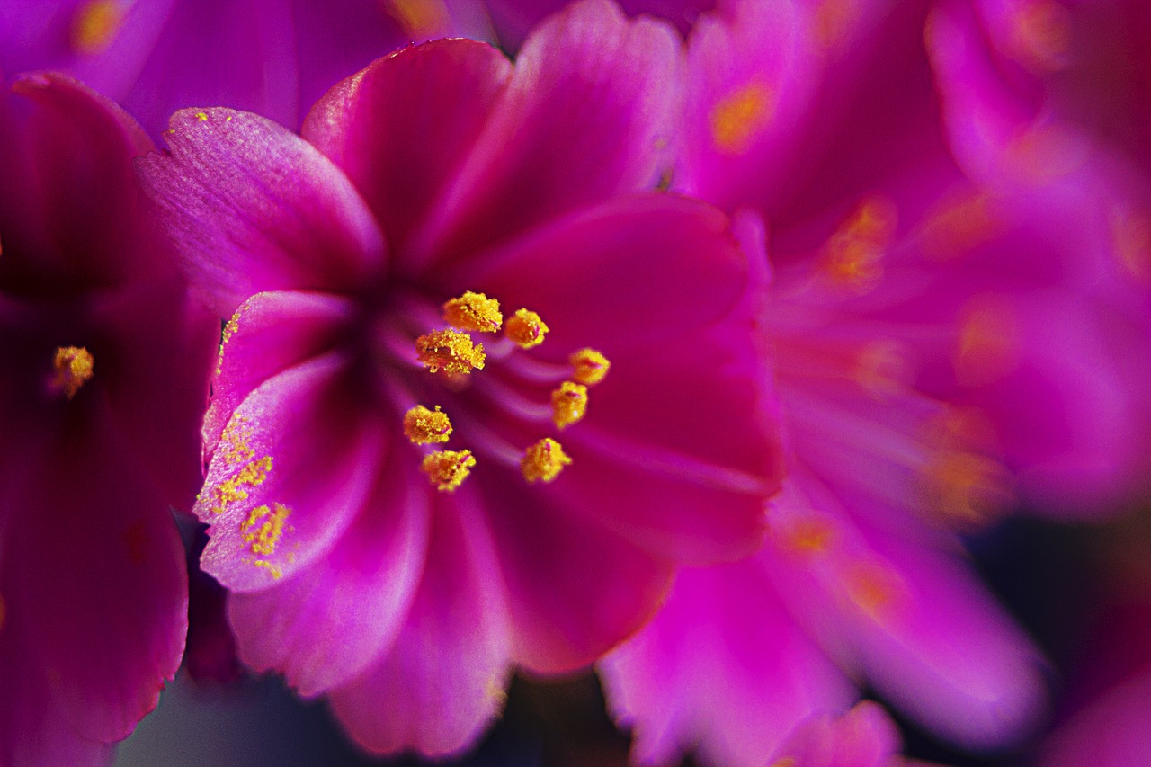 flower  pink  blossom free photo