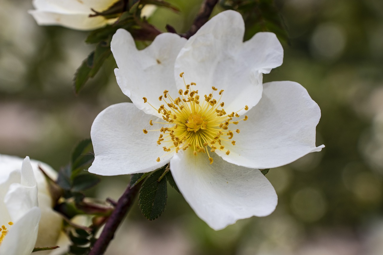 flower  tree  spring free photo